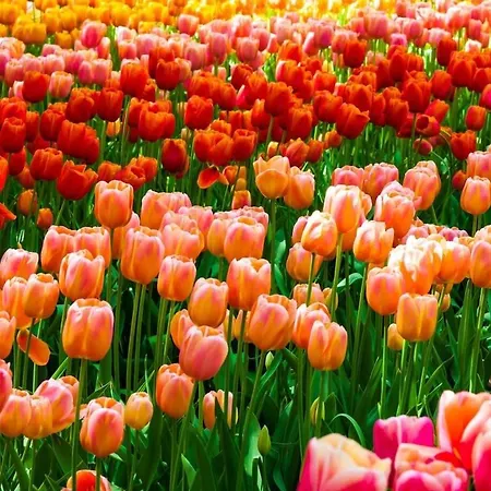 Sun & Sea Holidays-anemoon *